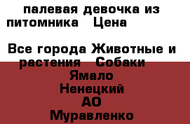 палевая девочка из питомника › Цена ­ 40 000 - Все города Животные и растения » Собаки   . Ямало-Ненецкий АО,Муравленко г.